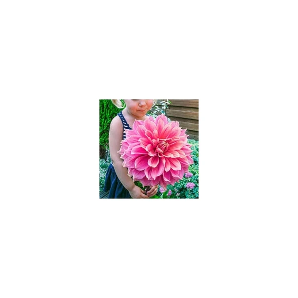10 Adet Yıldız Çiçeği Tohumu Karışık Dahlia Yıldız Çiçek Tohumu ürün görseli 1