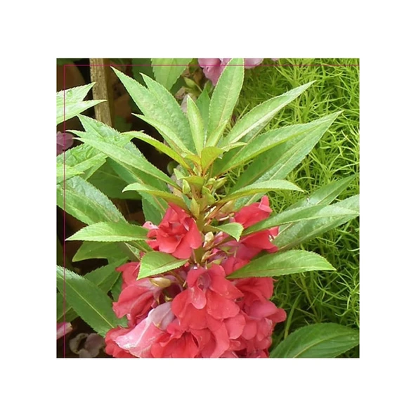 Türbe Çiçeği (Impatiens Balsamina) Çiçek Tohumu 30 Adet ürün görseli 1