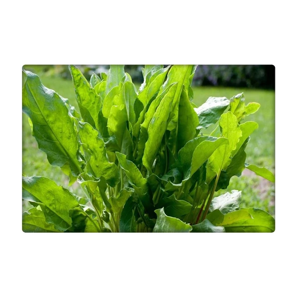 Kuzukulağı Ekşiot Tohumu 5 gr - Resim 2