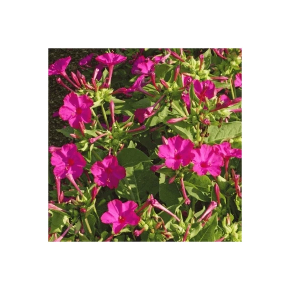 Rose Love Akşam Sefası Çiçeği Tohumu(20 Tohum) ürün görseli 1