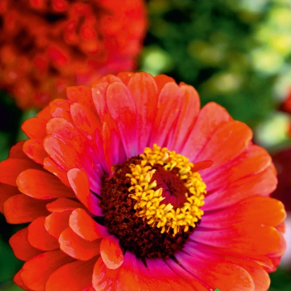 Beybeğendi (Zinnia) Çiçek Tohumu 30 Adet ürün görseli 1