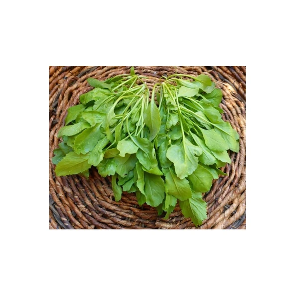 Tere Tohumu (25 Gr) Arzuman - Resim 2