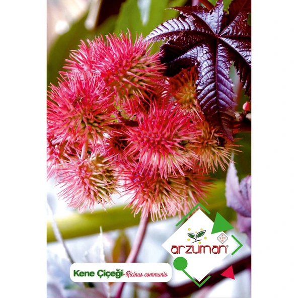 Kene Çiçeği (Ricinus Communis) Çiçek Tohumu 5 Adet ürün görseli 1