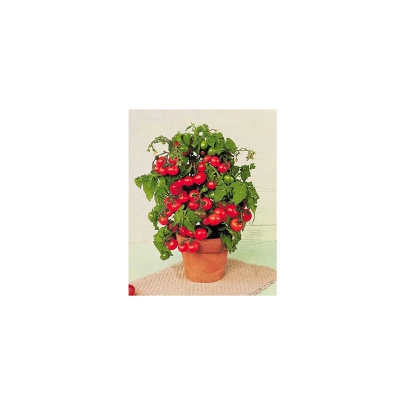 Cherry Domates Tohumu Pinpon 250'li - Resim 2