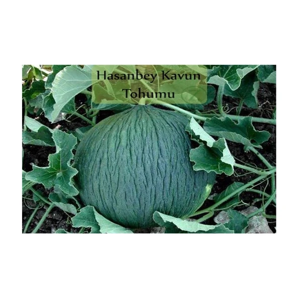 Hasanbey Kavun Tohumu (10 Gr) - Resim 3