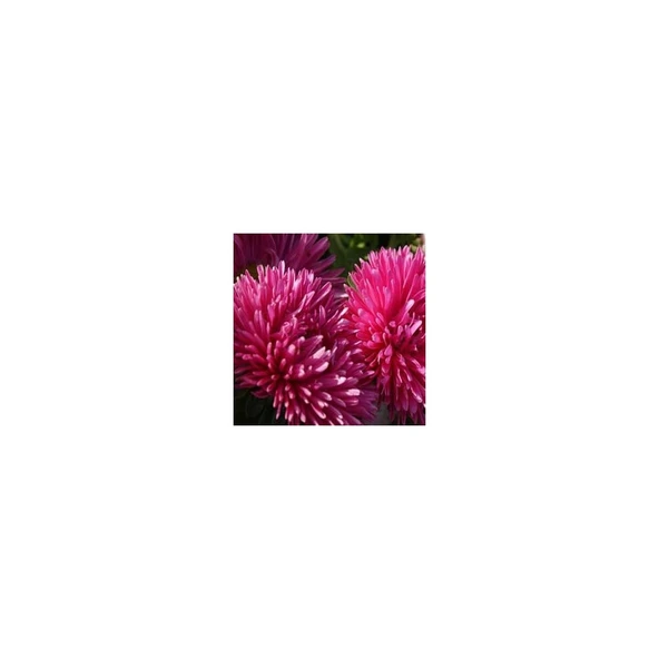 Gremlin Dark Rose Aster Çiçeği Tohumu(30 Tohum) ürün görseli 1