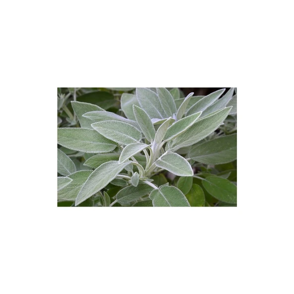 Adaçayı (Salvia Offıcınalıs) 50 Adet ürün görseli 1