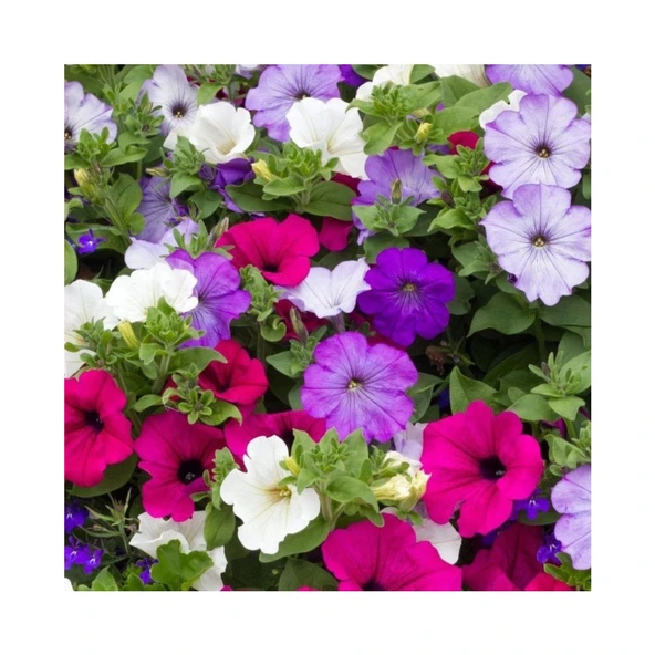 Petunya Tohumu Yerli Petunia 100 Adet ürün görseli 1