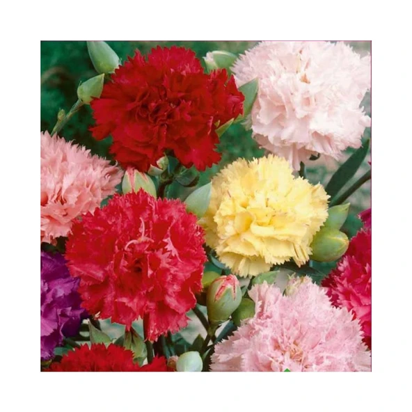 Karanfil Tohumu Yerli Dianthus Caryophyllus 100 Adet ürün görseli 1