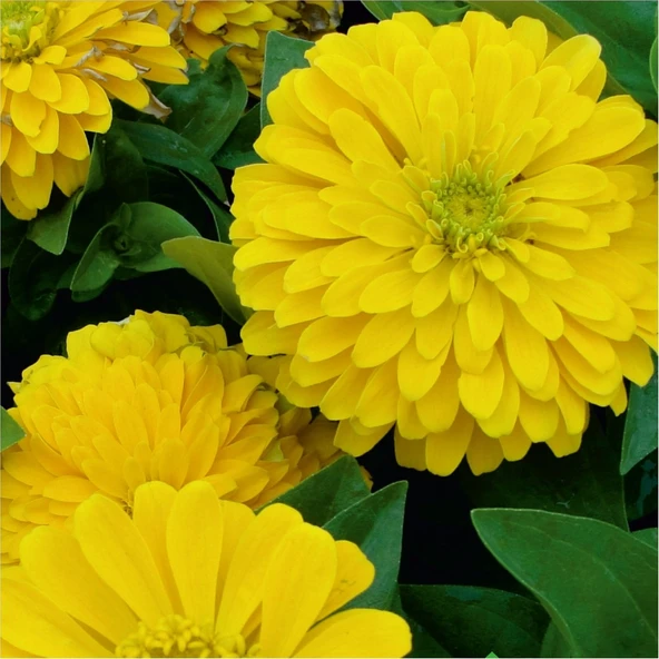 Beybenibeğendi (Zinnia) Çiçek Tohumu 30 Adet ürün görseli 1