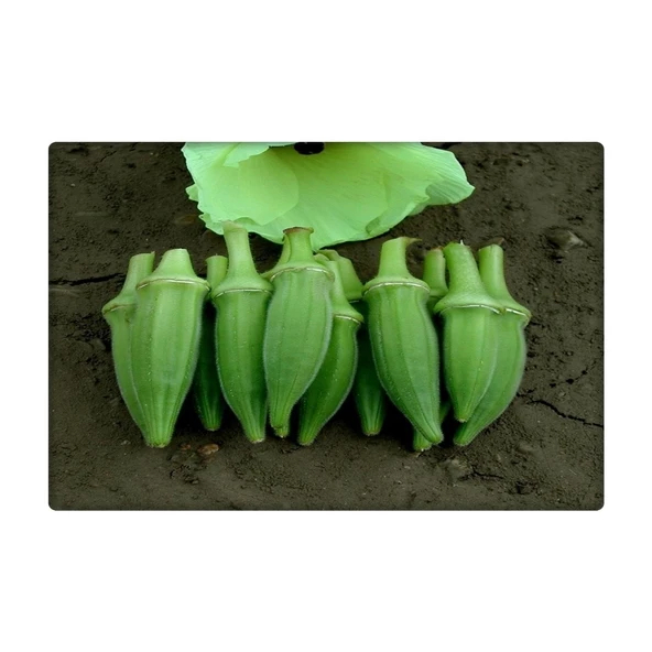 Bamya Tohumu (Sultani) 25 gr - Resim 4