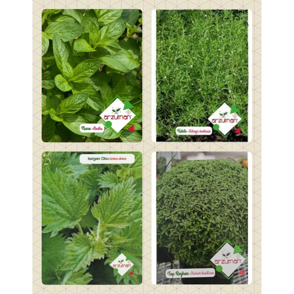 Aromatik Bitkiler ürün görseli 1