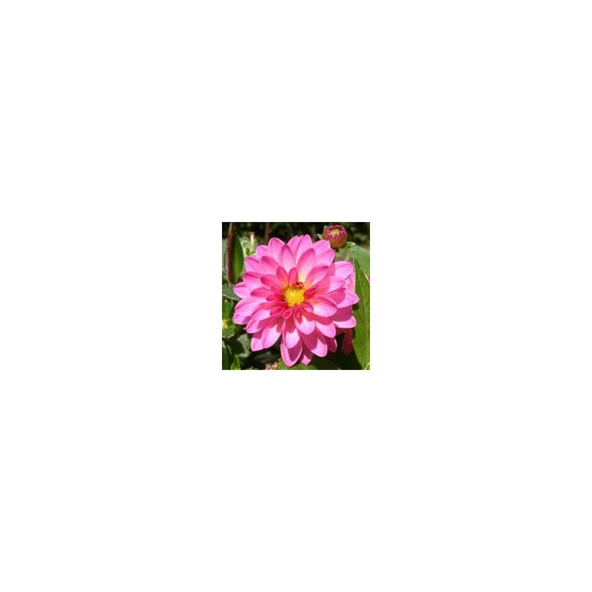 Dahlia (Yıldız) Çiçeği Tohumu 30 Adet ürün görseli 1