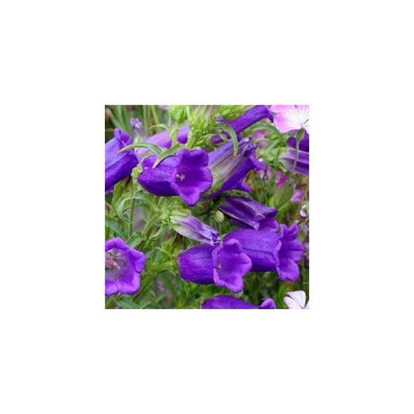 Kadeh/çan Tohumu Yerli Campanula L. 100 Adet ürün görseli 1
