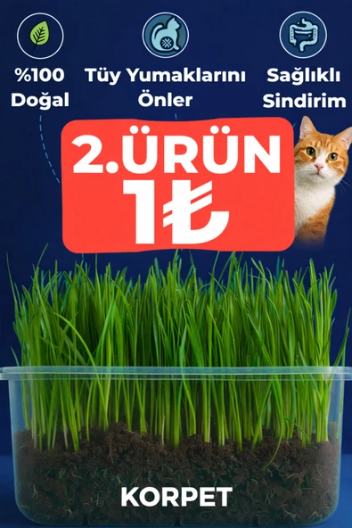 KorPet Doğal Kedi Çimi (üy Yumağı Önleyici, Sindirim Destekleyici) ürün görseli 1