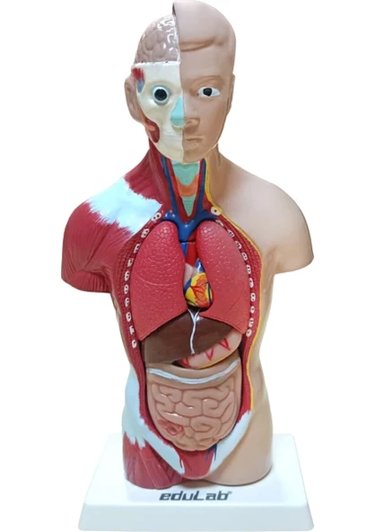 Edulab İnsan Vücudu Modeli Küçük Boy 27 cm Sökülüp Takılabilir Yumuşak Plastik ürün görseli 1
