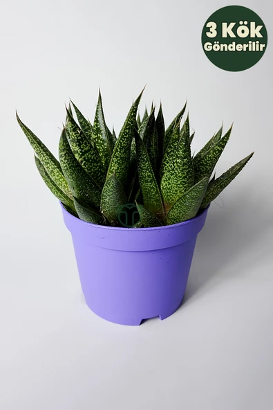 Gasteria Sukulent – 3 Kök Canlı Dekoratif Ev Bitkisi – Kolay Bakı ürün görseli 1