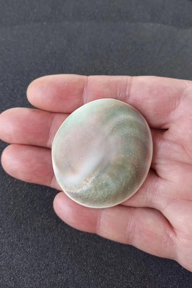 Büyük Boy Doğal Yılancık Taşı Operculum 222Y ürün görseli 1