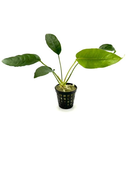 Canlı Bitki L020 Anubias barteri short and sharp ürün görseli 1