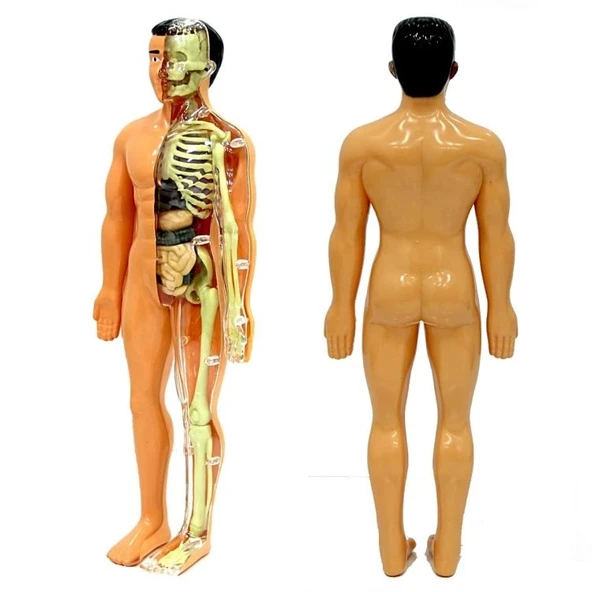 The Human Body İnsan Vücudu 3D Eğitim Seti 3302 ürün görseli 1