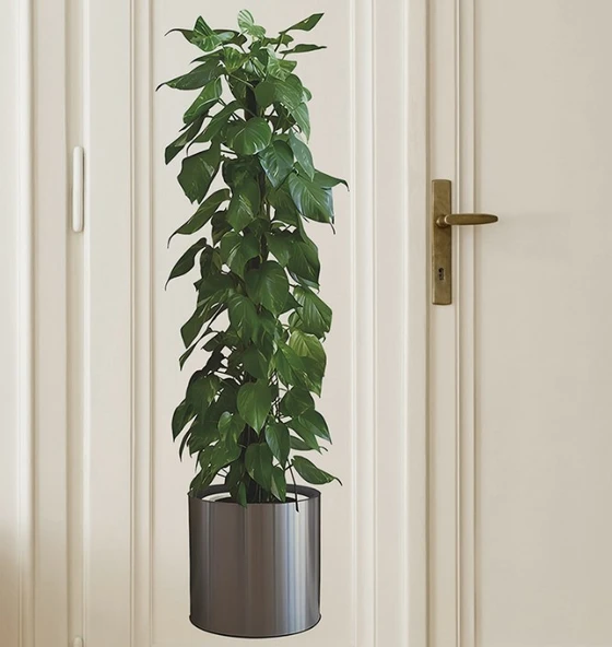 Saksılı Bitki Tasarımlı Yapışkanlı Sticker Resim 90*30 cm MC-665 ürün görseli 1