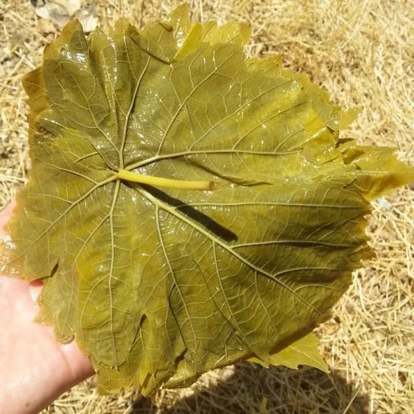Üzüm Yaprağı Salamura (Kg) ürün görseli 1