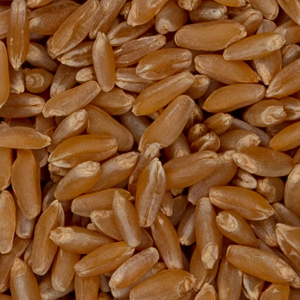 DURUM BUĞDAYI 25 KG ürün görseli 1