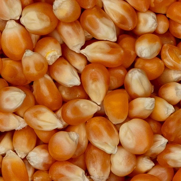 CİN MISIR ELENMİŞ TEMİZLENMİŞ 25 KG ürün görseli 1