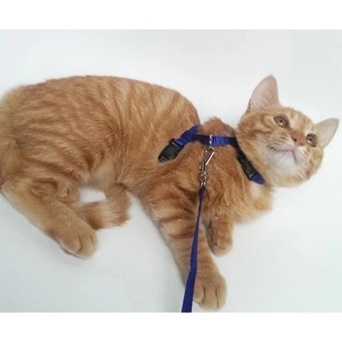 Kedi Boyun ve Göğüs Tasması - Resim 3