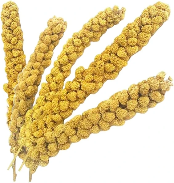 Kuşlar İçin Doğal Sarı Dal Darı 100 gr - Resim 3