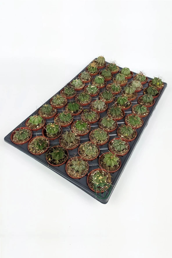 Astrophytum Capricorn Kaktüsü 45 Adet TOPTAN (5.5 cm Saksıda) ürün görseli 1