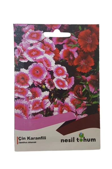 Çin Karanfil Çiçeği Tohumu - Resim 2