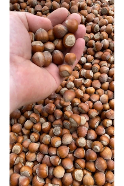 Organik Yolda 5 Kg Fındık, Özel Hasat, Üreticiden, Yeni Mahsul, Yağlı Cinsi, Çerez Tadında. ürün görseli 1