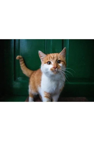Fiery Night Tatlı Kedi A4 Fotoğraf Baskısı 5 ürün görseli 1