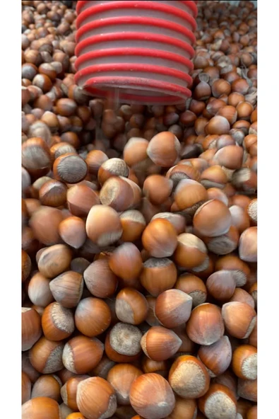 Organik Yolda 10 Kg Fındık, Özel Hasat, Üreticiden, Yeni Mahsul, Yağlı Cinsi, Çerez Tadında. ürün görseli 1