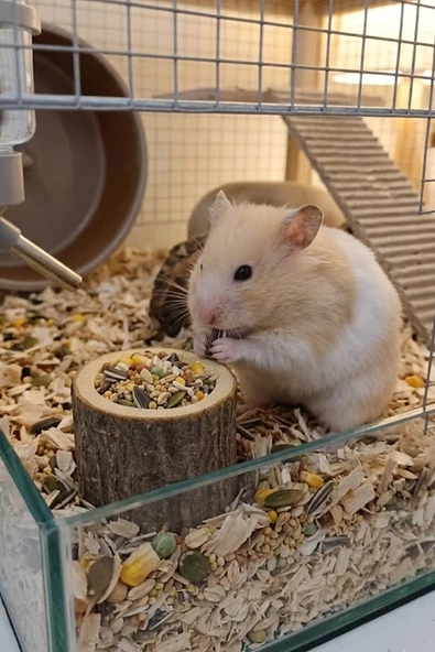 Doğal Kütük Hamster Yemliği - Mini Kemirgen Yem Kabı 3,5 cm ürün görseli 1