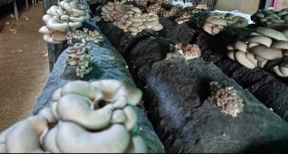 1 Kg İstiridye Mantarı Tohumu- Mevsimlik ( 4 adet 35x75 mikrodelikli ekim poşeti hediye) ürün görseli 1