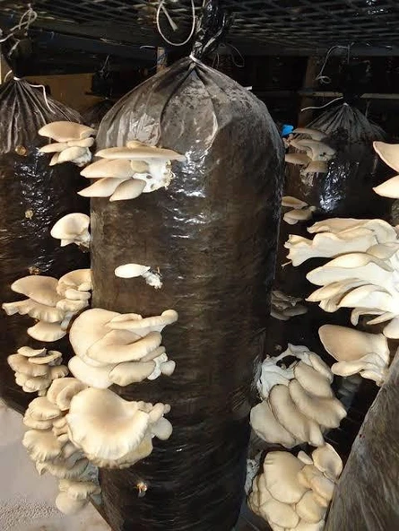 500 Gram İstiridye Mantar Tohumu- Hk35- ( 2 adet Ekim Poşeti hediyeli) ürün görseli 1