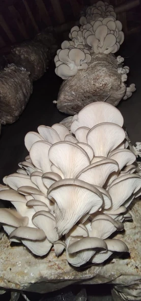 1 Kg istiridye Mantar Tohumu- (Kütüğe ekim) ürün görseli 1