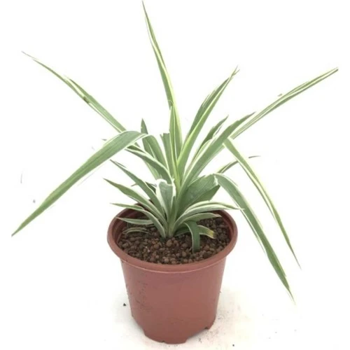 Hava Temizleyici Kurdele Çiçeği Fidanı 15-25 cm ürün görseli 1
