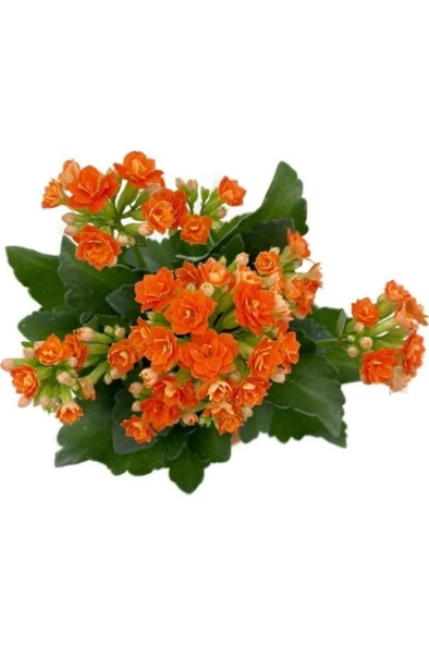 Kalanchoe (Kalanşo) Fidanı Turuncu 10-20 cm ürün görseli 1