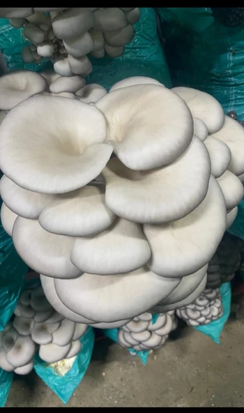 İstiridye mantar tohumu 1 kg ( İri talaşta yetiştirmeye uygun) ürün görseli 1