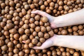 Kabuklu Kavrulmuş Mekodonya Fındığı 500 Gram ürün görseli 1