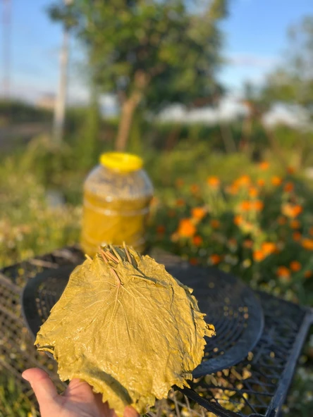 Manisa Alaşehir Sarıgöl Salihli 2026 Yılı Damarsız Ve Uç Çekirdeksiz Üzüm Asma Salamura Yaprağı 5 Kg'lık Pet ürün görseli 1
