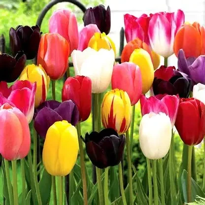 10 adet lale soğanı karışık renk yeni mahsul .... ürün görseli 1