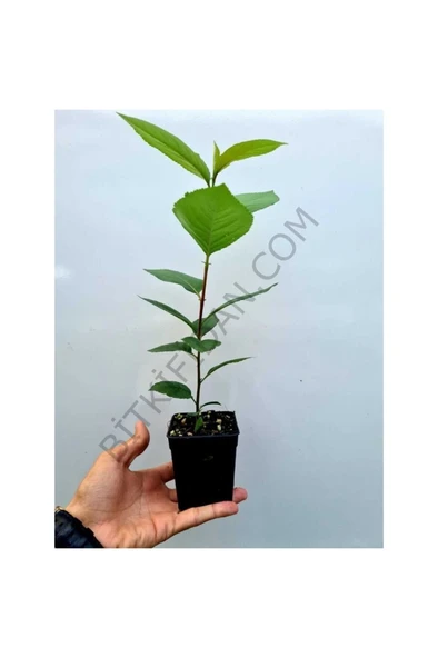 Aronya Fidanı 10-20 cm - Resim 2