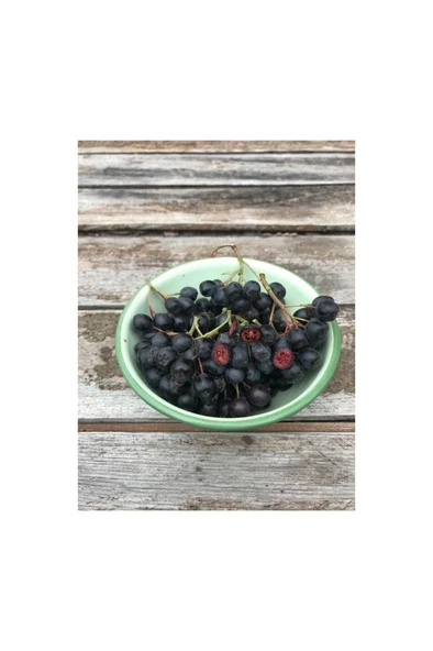 Aronia (Aronya) Fidanı 10-20 cm - Resim 2