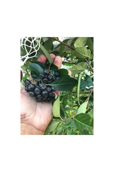 Aronia (Aronya) Fidanı 10-20 cm ürün görseli 1