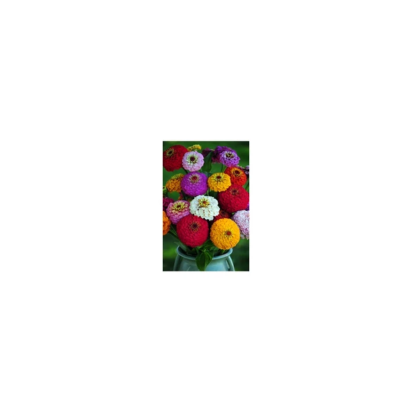 Farmlife 30 Adet Rengarenk Zinnia Çiçeği Tohumu ürün görseli 1