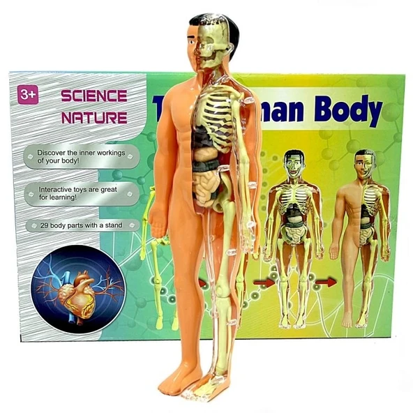 The Human Body İnsan Vücudu 3D Eğitim Seti 3302 ürün görseli 1